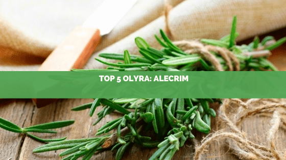 Top 5: essências mais pedidas na Olyra