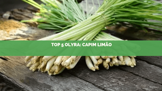 Top 5: essências mais pedidas na Olyra