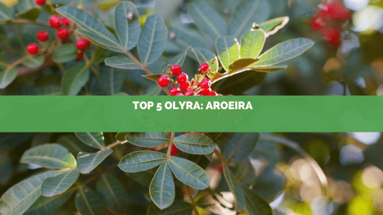 Top 5: Essências mais pedidas na Olyra: Aroeira