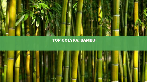 Top 5: Essências mais pedidas na Olyra: Essência de Bambu